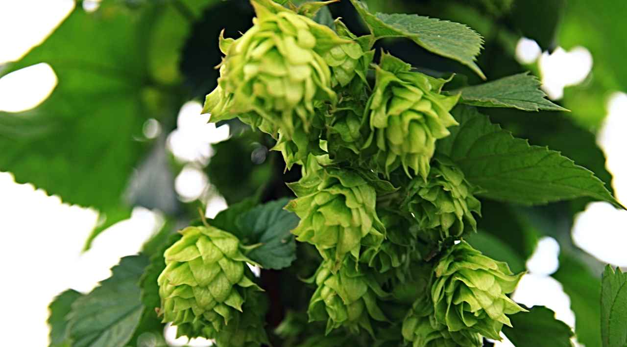 Hops on the premises of the Sierra Nevada Brewing Company.