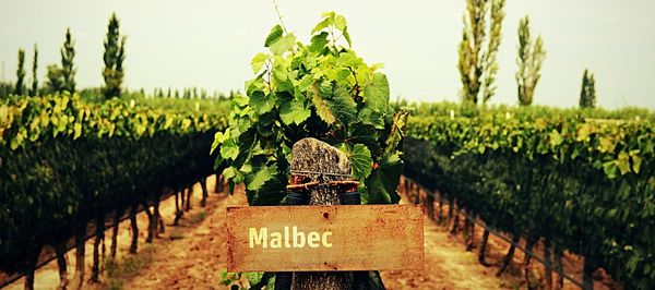 Mendoza - Wine Capital
