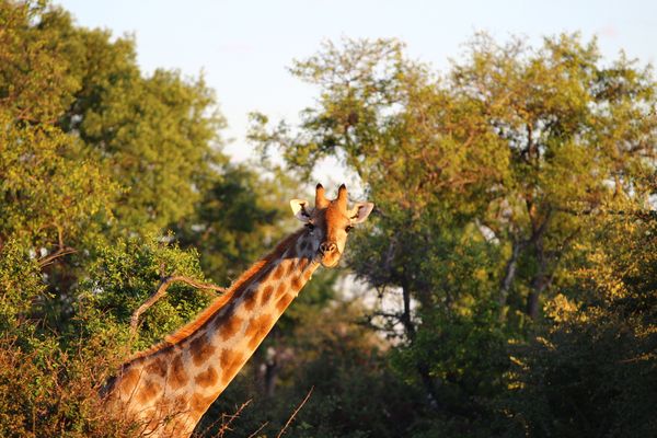 Impressions from Etosha National Park